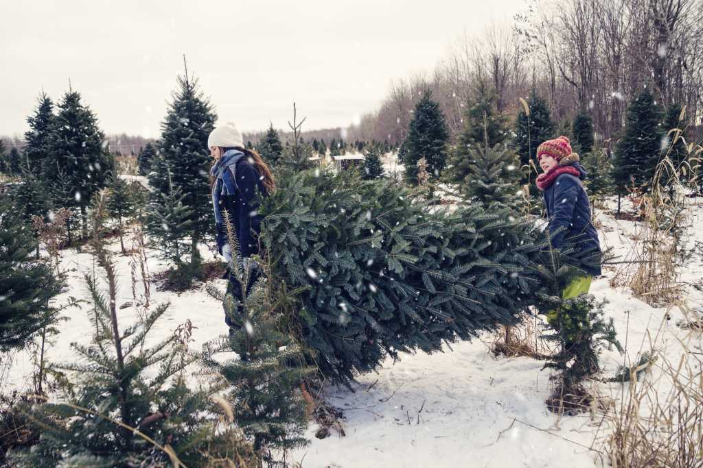 A Guide to Real Christmas Trees 🎄 | Artemis Tree Services