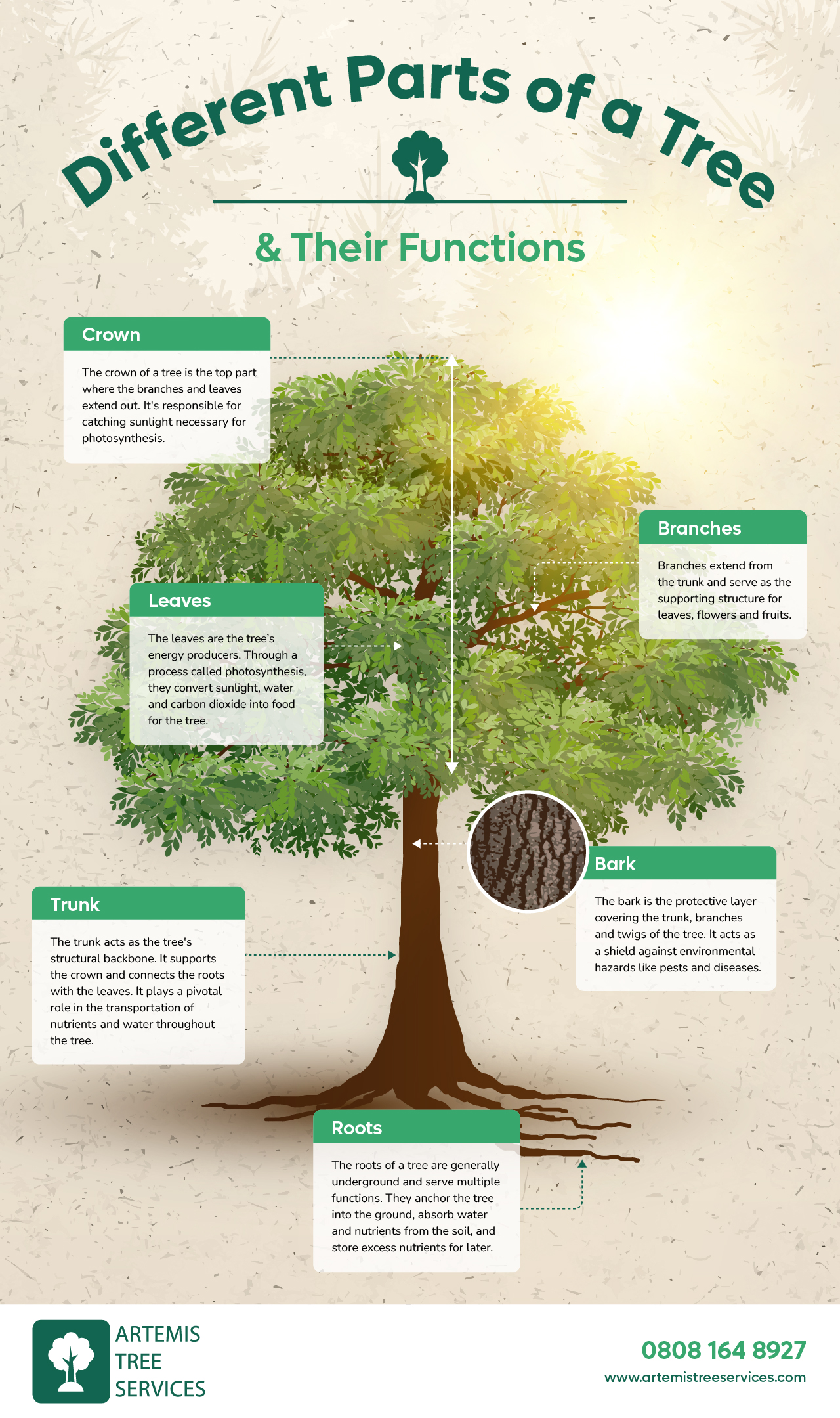 Different Parts of a Tree & Their Functions | Artemis Tree Services